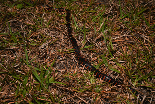 Mudsnake