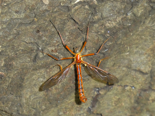 Unknown species found near Skyline Trail, Orinda, CA, US