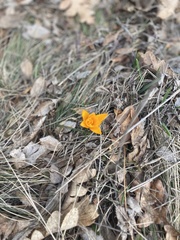 Crocus angustifolius