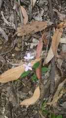 Pseuderanthemum variabile