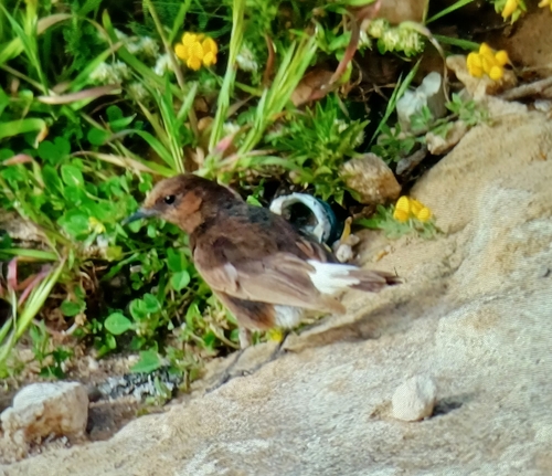 Black Wheatear