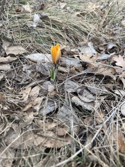 Crocus angustifolius