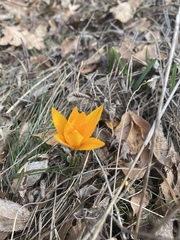 Crocus angustifolius