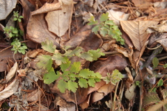 Chelidonium asiaticum