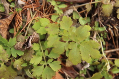 Chelidonium asiaticum