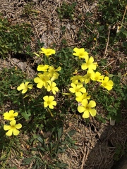 Oxalis pes-caprae