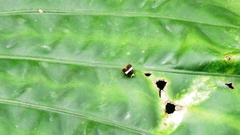 Choreutis basalis