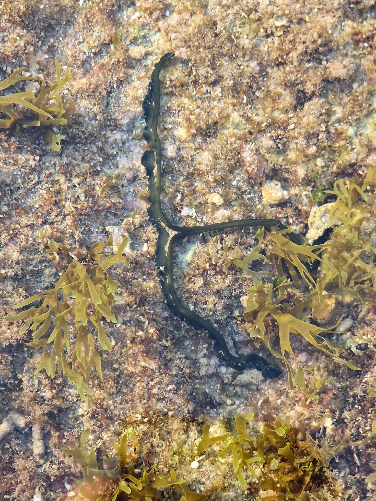 Bonellia viridis Rolando, 1822