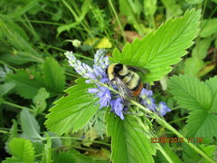 Bombus cullumanus