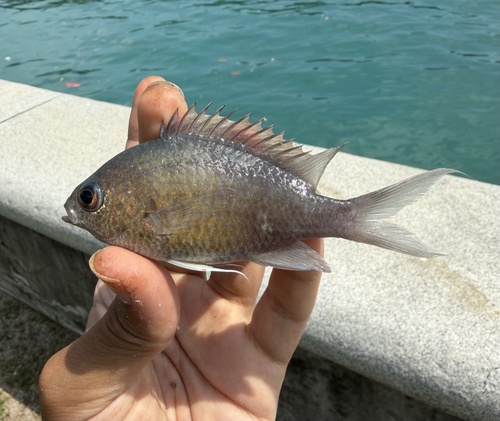 Chromis cinerascens observed 2026-03-21
