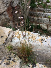 Asphodelus fistulosus