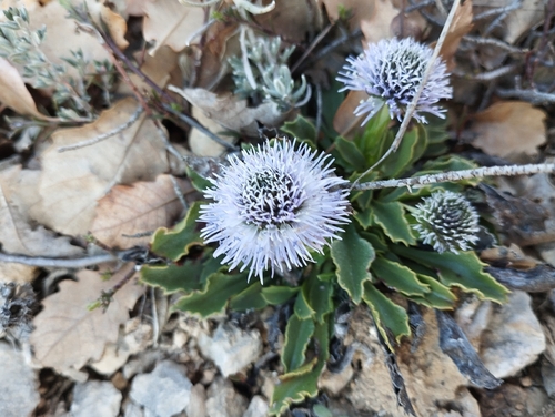 Globularia vulgaris, photograph 4