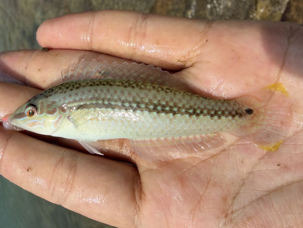 Earmuff wrasse (Halichoeres bicolor) — Labridae