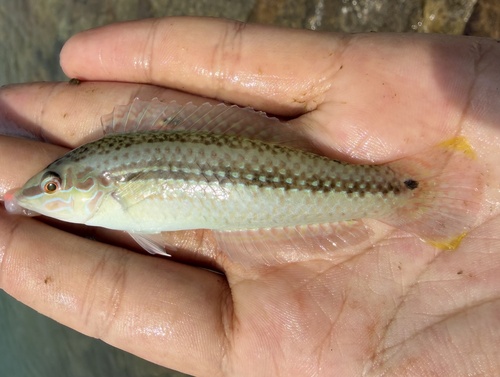 Tweekleurige lipvis (Halichoeres bicolor) — Labridae