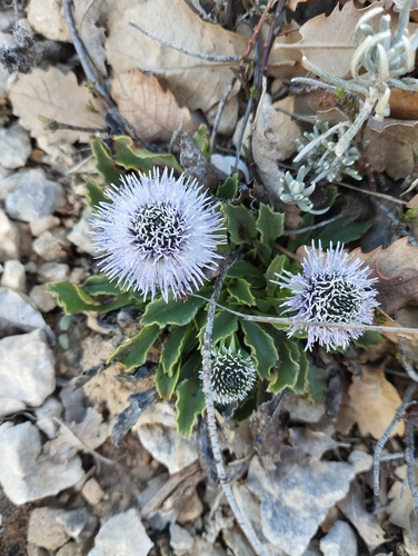 Globularia vulgaris, photograph 6