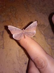 Macrosoma rubedinaria