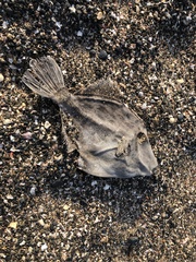 Stephanolepis cirrhifer