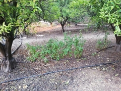 Carthamus tinctorius