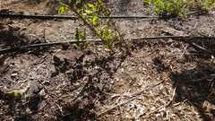 Carthamus tinctorius