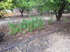 Carthamus tinctorius