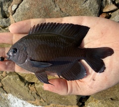 Pacific Dusky Damselfish photo 1