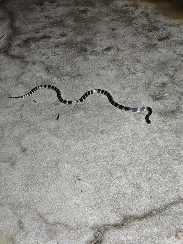 Many-banded Krait