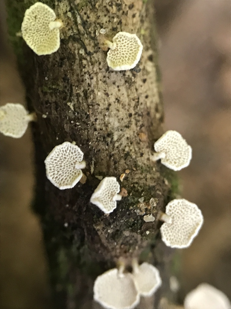 Panellus pusillus · March 2026 · photo: © paganka (iNaturalist, cc-by-nc)