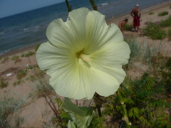Alcea rugosa