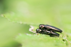Endelus collaris kerremansi