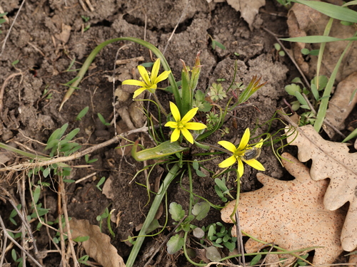 Hairy Star of Bethlehem