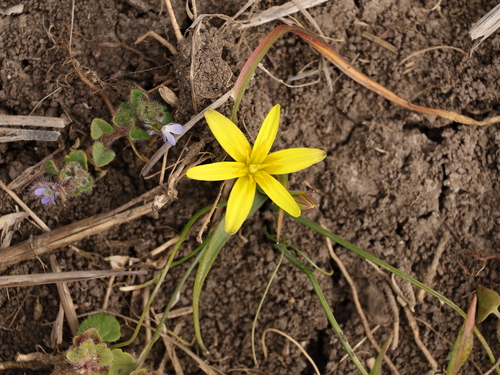 Yellow Star-of-Bethlehem