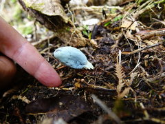 Clavogaster virescens