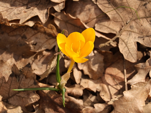 Yellow Crocus