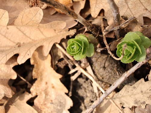 Great Stonecrop