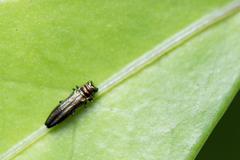 Endelus collaris kerremansi