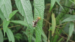 Euproctis latifascia