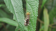 Euproctis latifascia