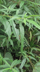 Euproctis latifascia