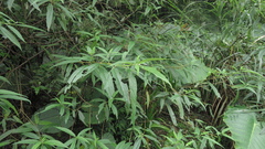 Euproctis latifascia