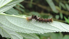 Euproctis latifascia