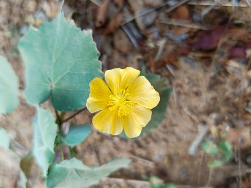 Monkeybush (Abutilon indicum)