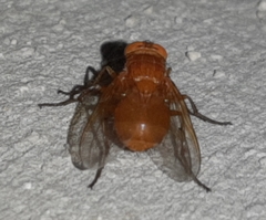 Ormia brevicornis