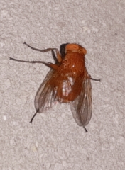 Ormia brevicornis
