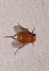 Ormia brevicornis