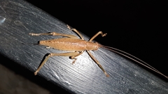 Idiarthron hammuliferum