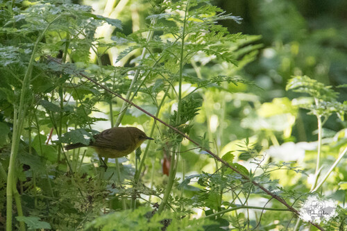 iNaturalist image