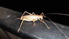 Idiarthron hammuliferum