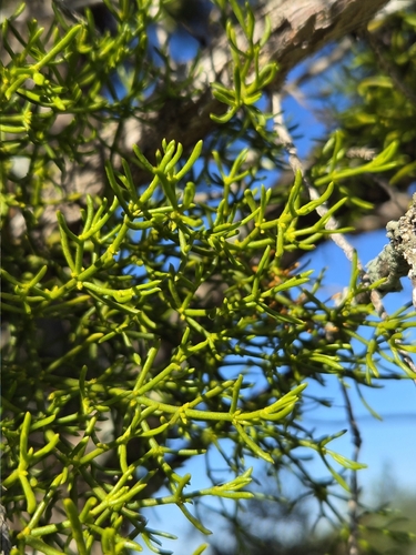 Hawksworth's Mistletoe (Phoradendron hawksworthii)