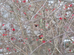 Bombycilla garrulus garrulus