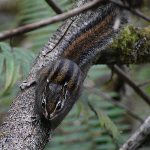 Townsend's Chipmunk